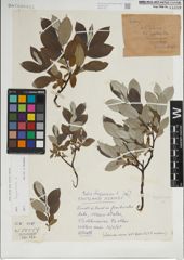 Foto von Salix lapponum L.